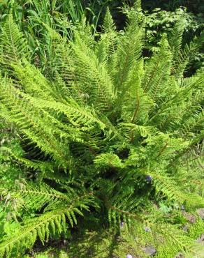 Fotografia 3 da espécie Polystichum setiferum no Jardim Botânico UTAD