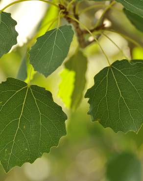 Fotografia 4 da espécie Populus tremula no Jardim Botânico UTAD