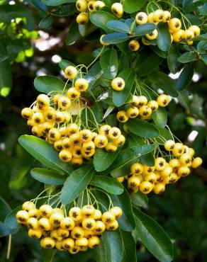 Fotografia 4 da espécie Pyracantha coccinea no Jardim Botânico UTAD