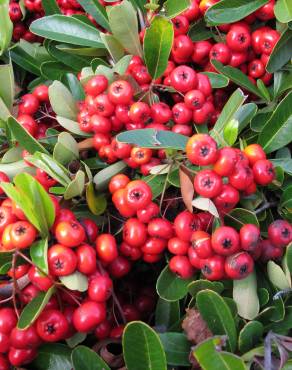 Fotografia 5 da espécie Pyracantha coccinea no Jardim Botânico UTAD