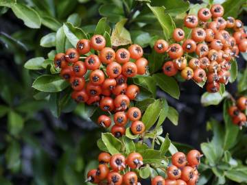 Fotografia da espécie Pyracantha coccinea