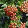 Fotografia 6 da espécie Pyracantha coccinea do Jardim Botânico UTAD