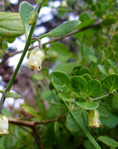 Fotografia de capa Salpichroa origanifolia - do Jardim Botânico