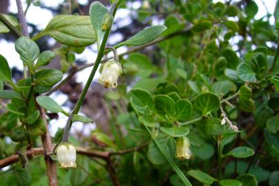 Fotografia da espécie Salpichroa origanifolia