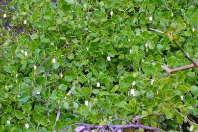 Fotografia da espécie Salpichroa origanifolia