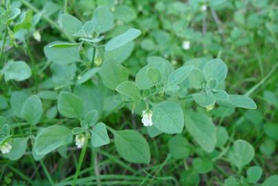 Fotografia da espécie Salpichroa origanifolia