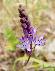 Scilla autumnalis