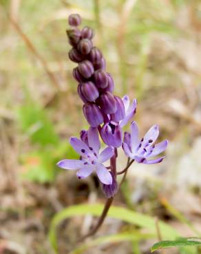 Fotografia 1 da espécie Scilla autumnalis no Jardim Botânico UTAD