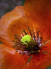 Fotografia da espécie Papaver dubium