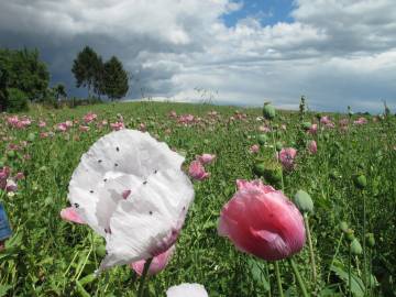 Fotografia da espécie Papaver somniferum subesp. somniferum