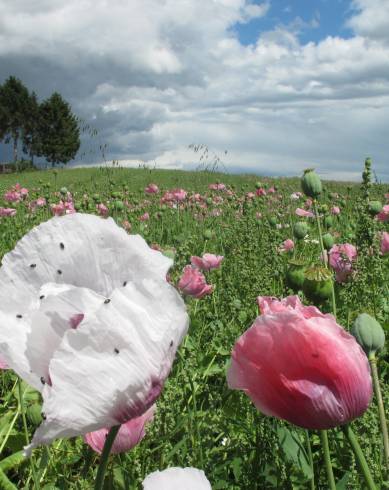 Fotografia de capa Papaver somniferum subesp. somniferum - do Jardim Botânico