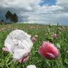 Fotografia 1 da espécie Papaver somniferum subesp. somniferum do Jardim Botânico UTAD