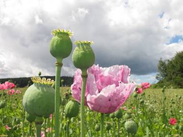 Fotografia da espécie Papaver somniferum subesp. somniferum