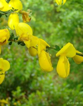 Fotografia 1 da espécie Cytisus striatus no Jardim Botânico UTAD