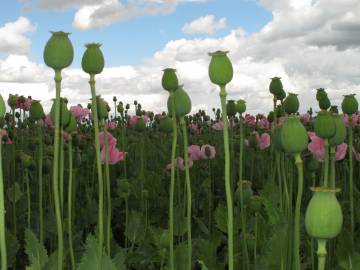 Fotografia da espécie Papaver somniferum subesp. somniferum