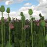 Fotografia 3 da espécie Papaver somniferum subesp. somniferum do Jardim Botânico UTAD