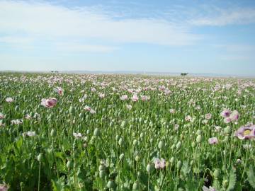 Fotografia da espécie Papaver somniferum subesp. somniferum