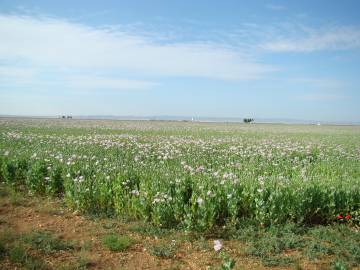 Fotografia da espécie Papaver somniferum subesp. somniferum