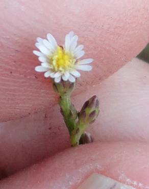 Fotografia 7 da espécie Aster squamatus no Jardim Botânico UTAD