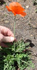 Fotografia da espécie Papaver dubium