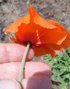 Fotografia 4 da espécie Papaver dubium no Jardim Botânico UTAD