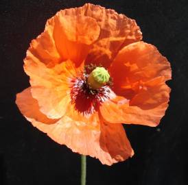 Fotografia da espécie Papaver dubium