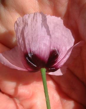 Fotografia 5 da espécie Papaver somniferum subesp. setigerum no Jardim Botânico UTAD