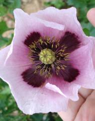 Papaver somniferum subesp. setigerum