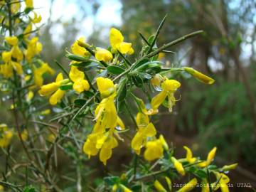 Fotografia da espécie Genista anglica