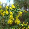 Fotografia 3 da espécie Genista anglica do Jardim Botânico UTAD