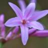 Fotografia 3 da espécie Tulbaghia violacea do Jardim Botânico UTAD