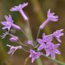 Fotografia 4 da espécie Tulbaghia violacea do Jardim Botânico UTAD