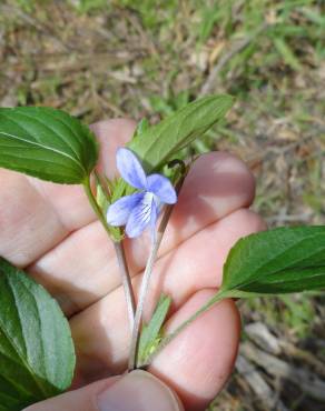 Fotografia 4 da espécie Viola lactea no Jardim Botânico UTAD