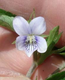 Fotografia da espécie Viola lactea