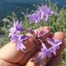 Fotografia 6 da espécie Tulbaghia violacea do Jardim Botânico UTAD