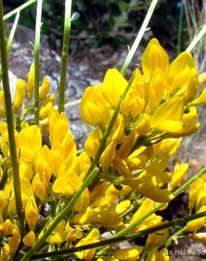 Fotografia 1 da espécie Genista hystrix no Jardim Botânico UTAD