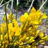 Fotografia 1 da espécie Genista hystrix do Jardim Botânico UTAD