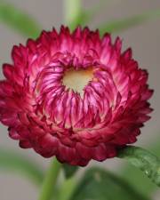 Fotografia da espécie Xerochrysum bracteatum