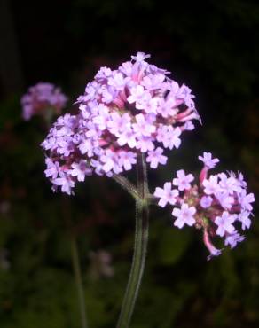 Fotografia 3 da espécie Verbena bonariensis no Jardim Botânico UTAD