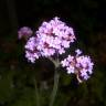 Fotografia 3 da espécie Verbena bonariensis do Jardim Botânico UTAD