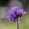 Fotografia 4 da espécie Verbena bonariensis do Jardim Botânico UTAD