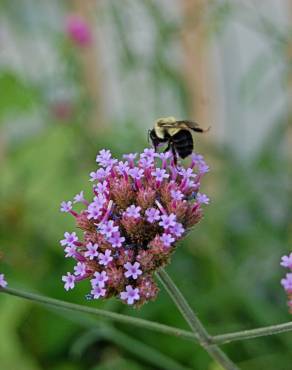 Fotografia 5 da espécie Verbena bonariensis no Jardim Botânico UTAD