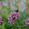 Fotografia 5 da espécie Verbena bonariensis do Jardim Botânico UTAD