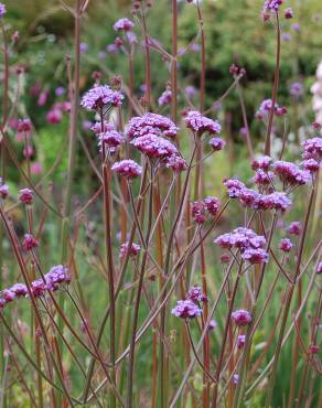 Fotografia 6 da espécie Verbena bonariensis no Jardim Botânico UTAD