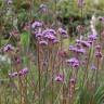 Fotografia 6 da espécie Verbena bonariensis do Jardim Botânico UTAD