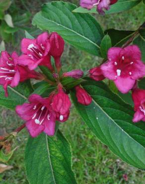 Fotografia 5 da espécie Weigela florida no Jardim Botânico UTAD