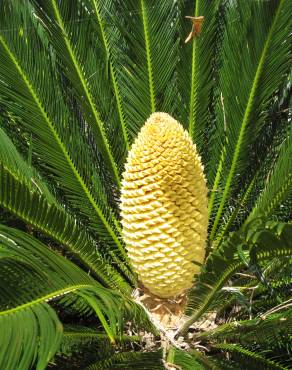 Fotografia 2 da espécie Cycas revoluta no Jardim Botânico UTAD