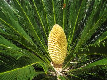 Fotografia da espécie Cycas revoluta