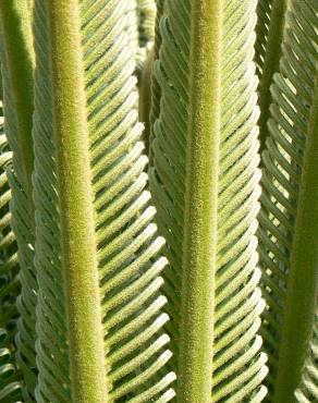 Fotografia 3 da espécie Cycas revoluta no Jardim Botânico UTAD