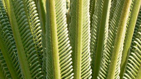 Fotografia da espécie Cycas revoluta